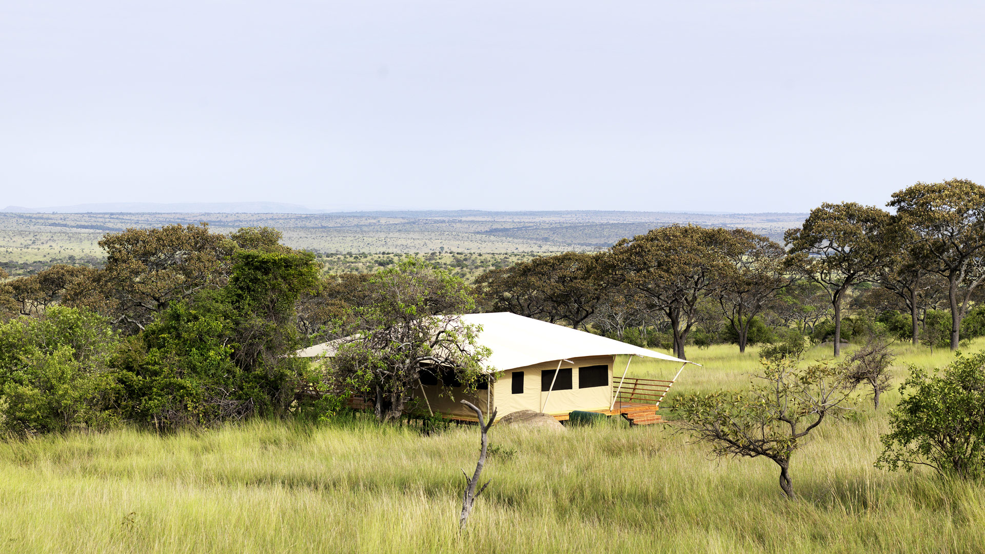 Serengeti Bushtops