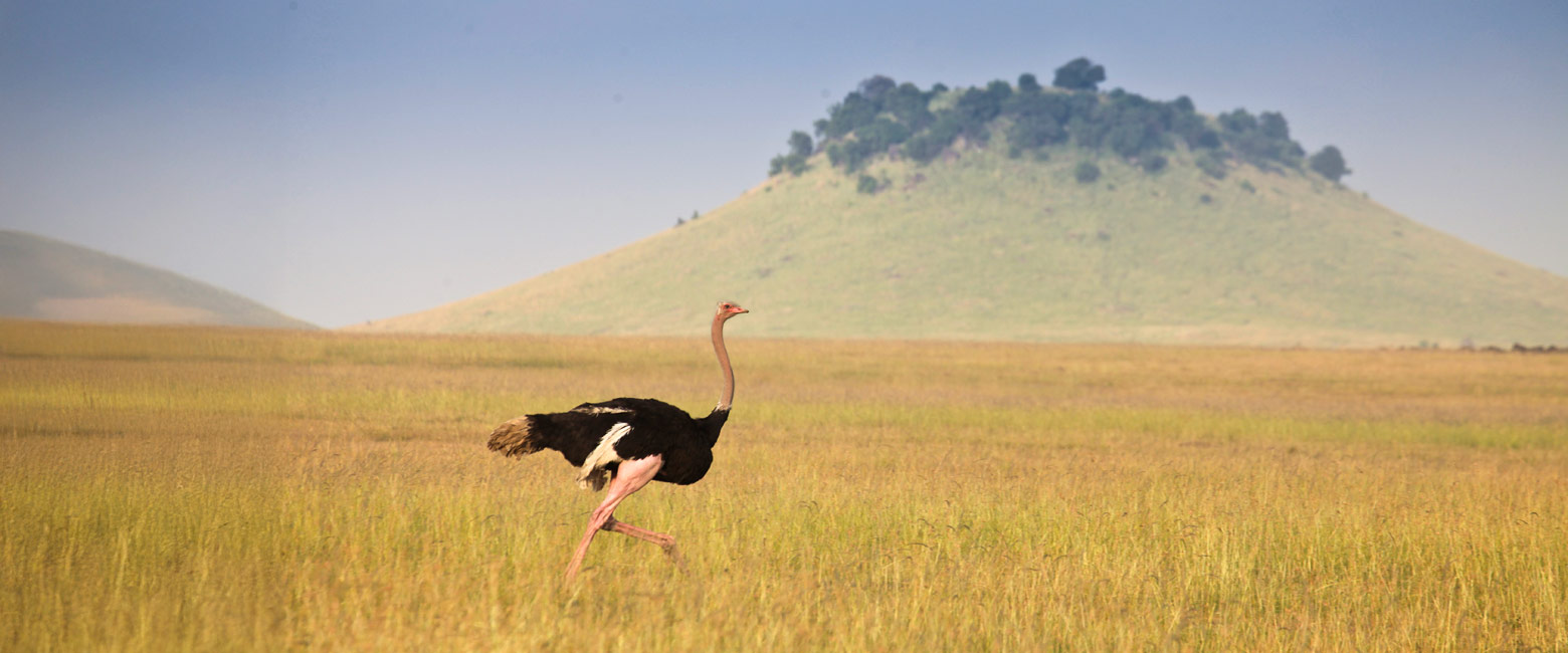 let us know your thoughts about Tanzania and we will help you create the perfect safari 