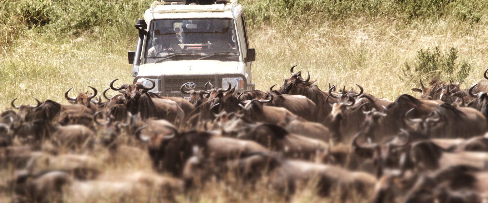 let us know your thoughts about Tanzania and we will help you create the perfect safari 