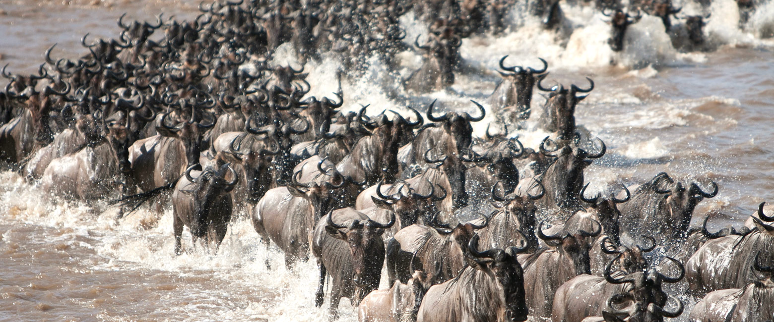 let us know your thoughts about Tanzania and we will help you create the perfect safari