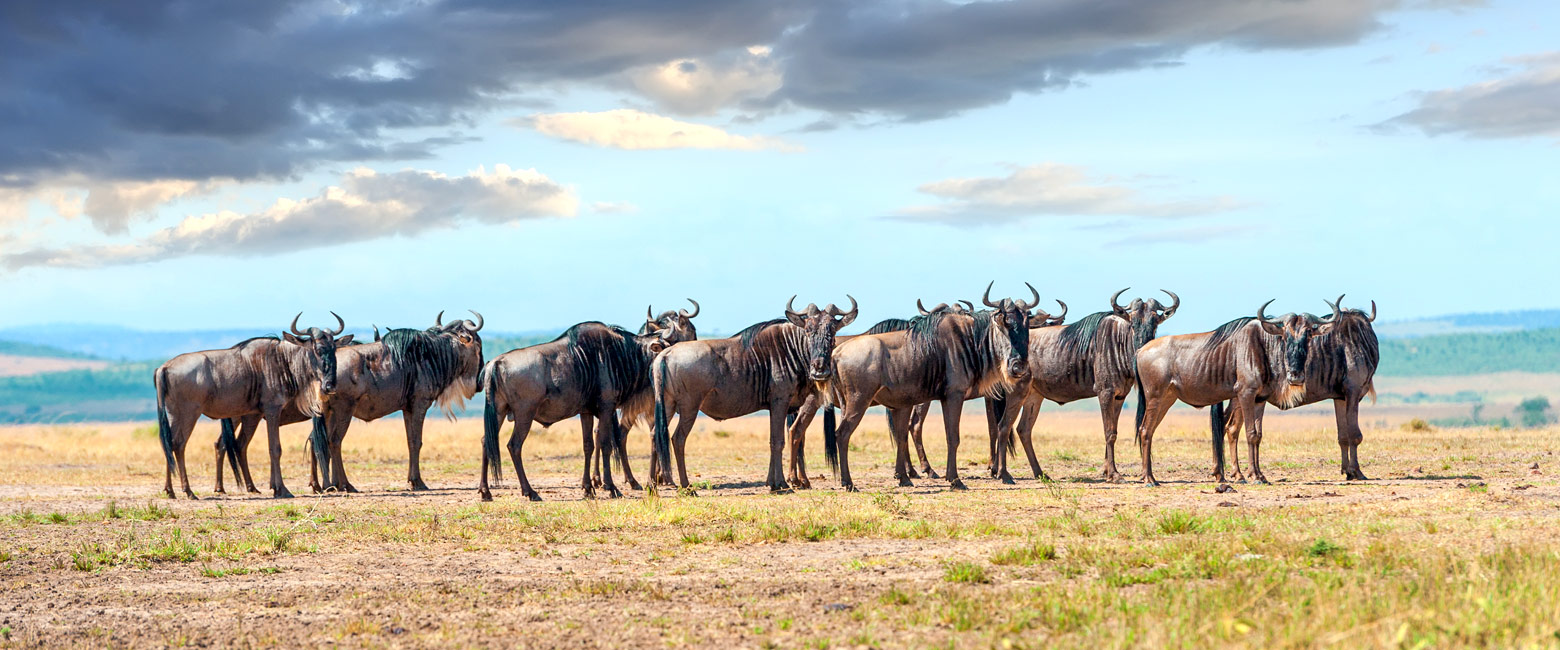 let us know your thoughts about Tanzania and we will help you create the perfect safari