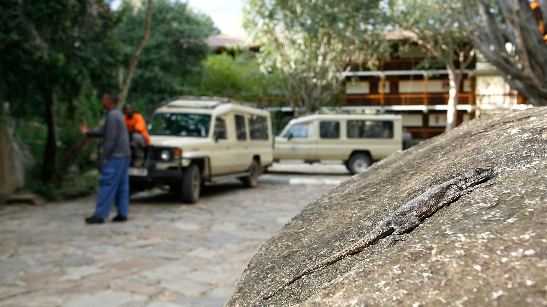 Lobo Lodge