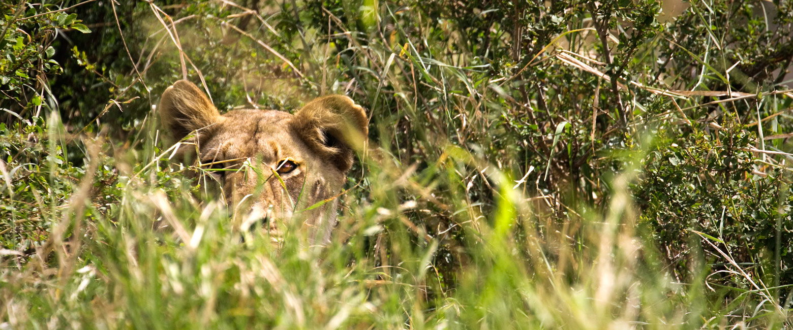 let us know your thoughts about Tanzania and we will help you create the perfect safari