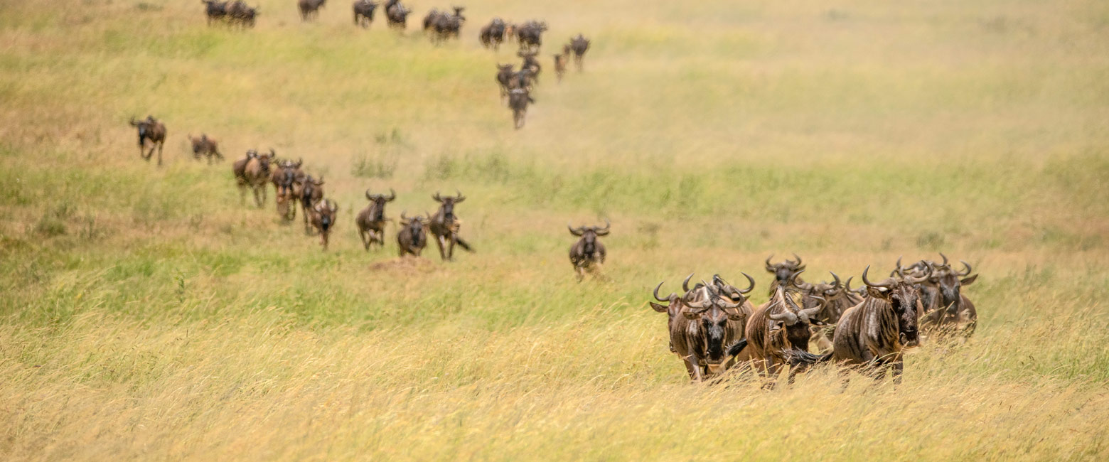 let us know your thoughts about Tanzania and we will help you create the perfect safari