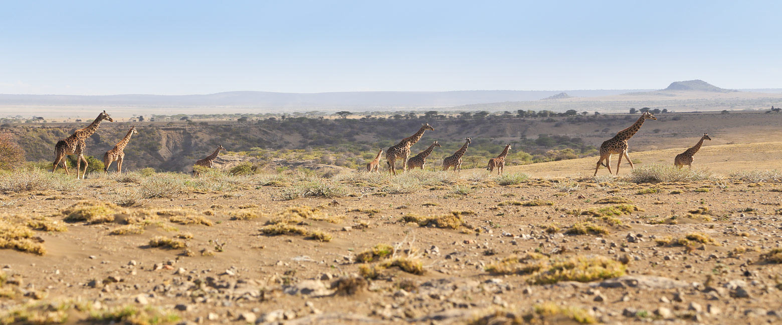 let us know your thoughts about Tanzania and we will help you create the perfect safari