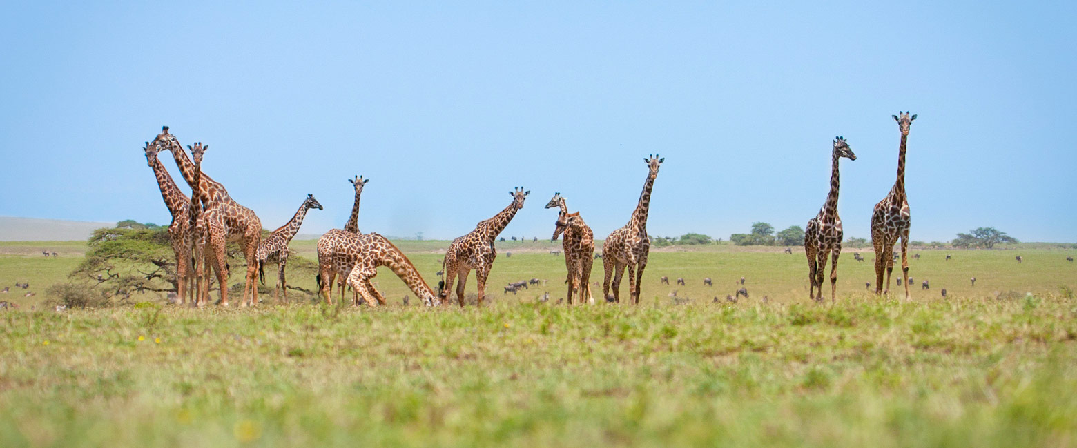 let us know your thoughts about Tanzania and we will help you create the perfect safari