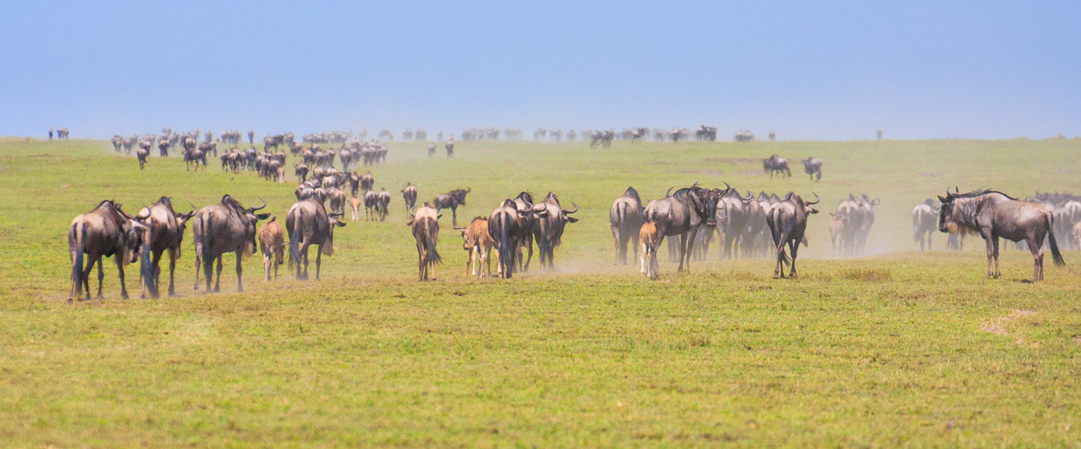let us know your thoughts about Tanzania and we will help you create the perfect safari