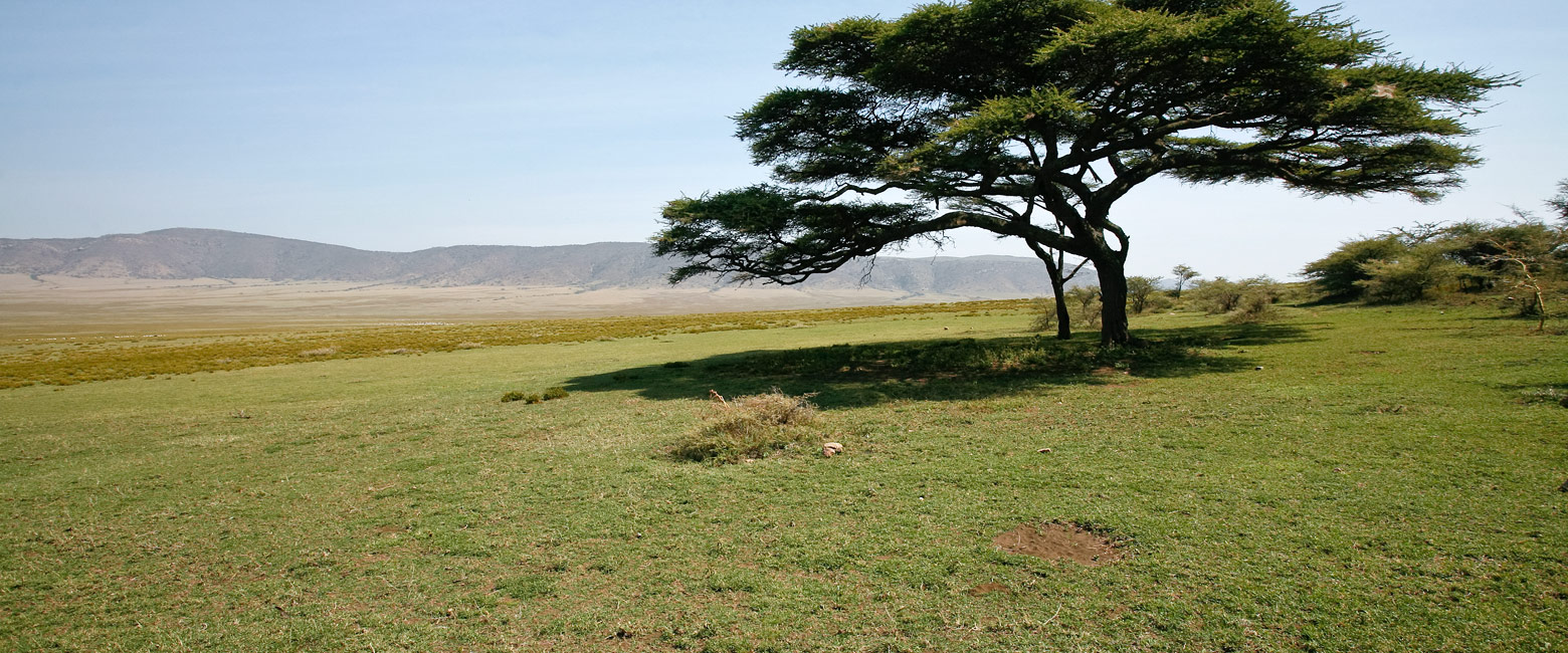 let us know your thoughts about Tanzania and we will help you create the perfect safari