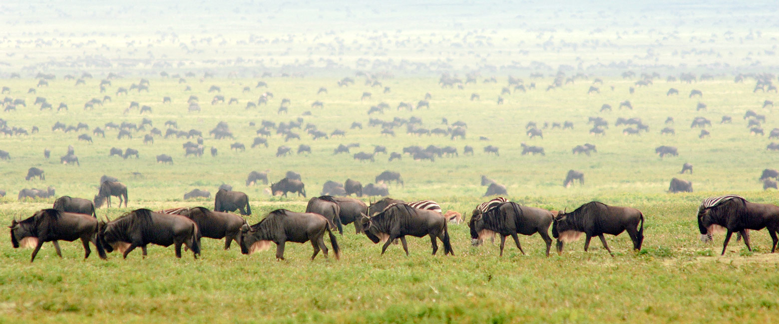let us know your thoughts about Tanzania and we will help you create the perfect safari