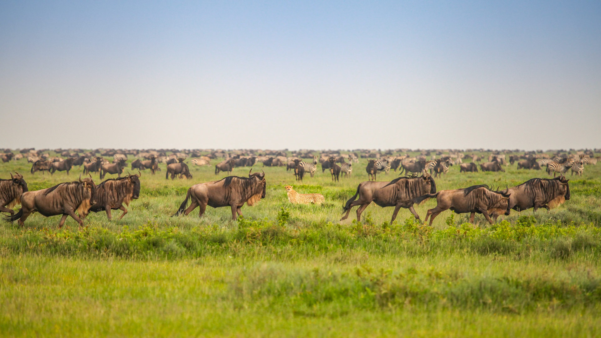 Safari to Serengeti Southwest
