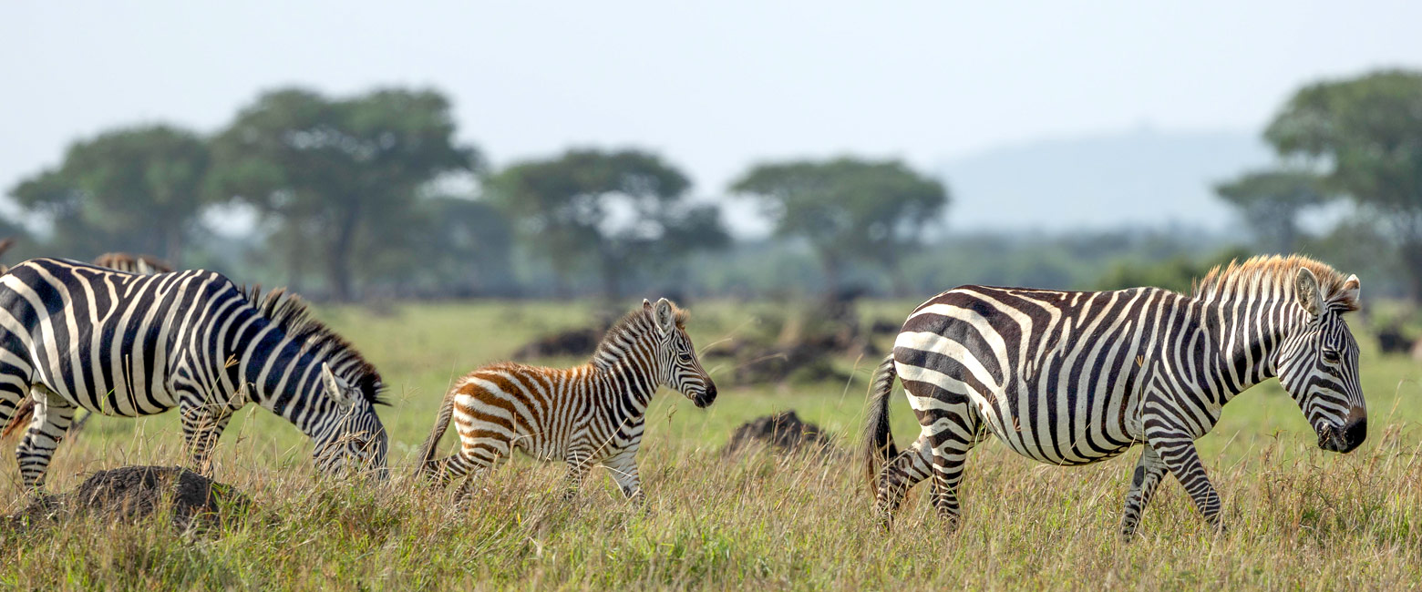 let us know your thoughts about Tanzania and we will help you create the perfect safari
