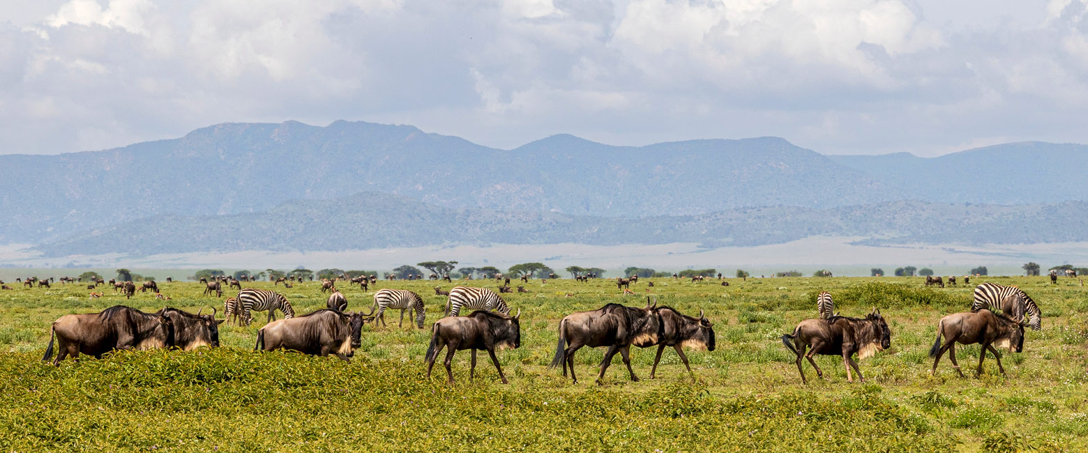 let us know your thoughts about Tanzania and we will make sure to deliver the perfect safari