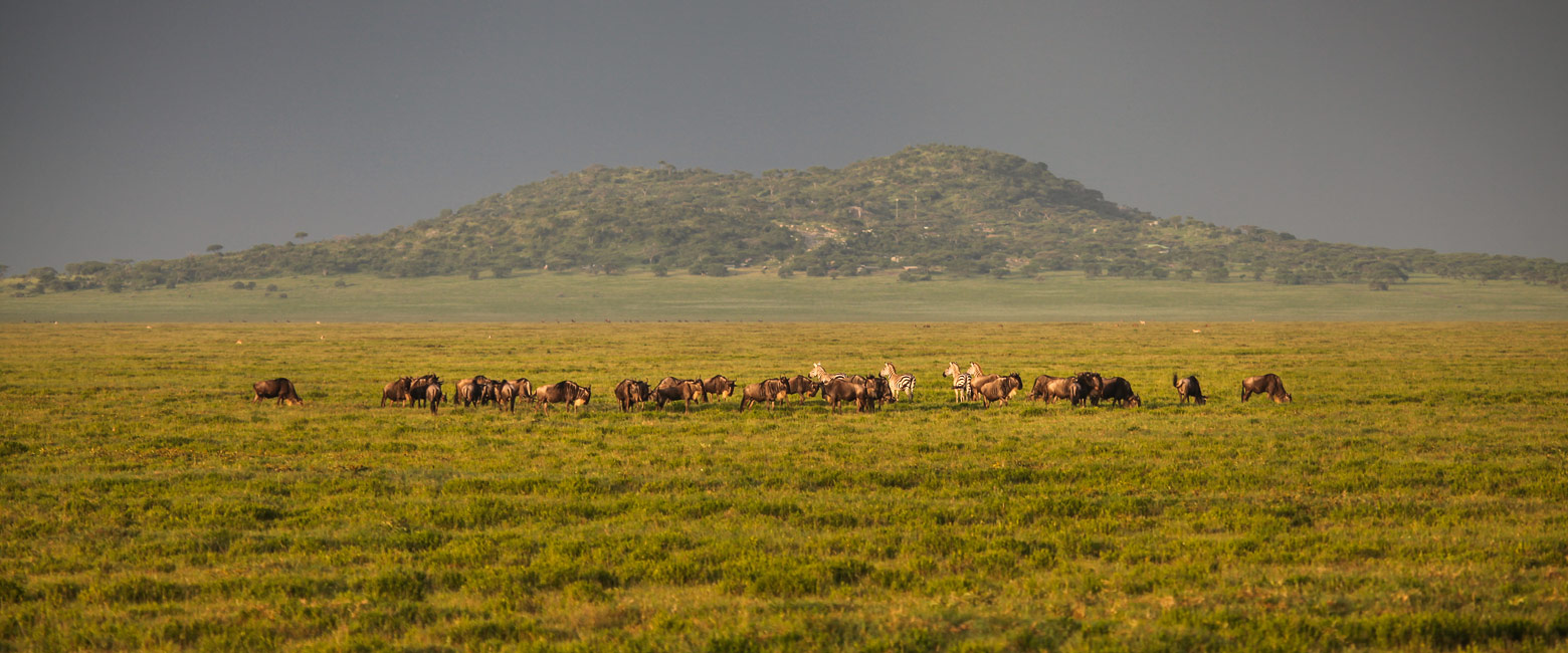 let us know your thoughts about Tanzania and we will help you create the perfect safari 