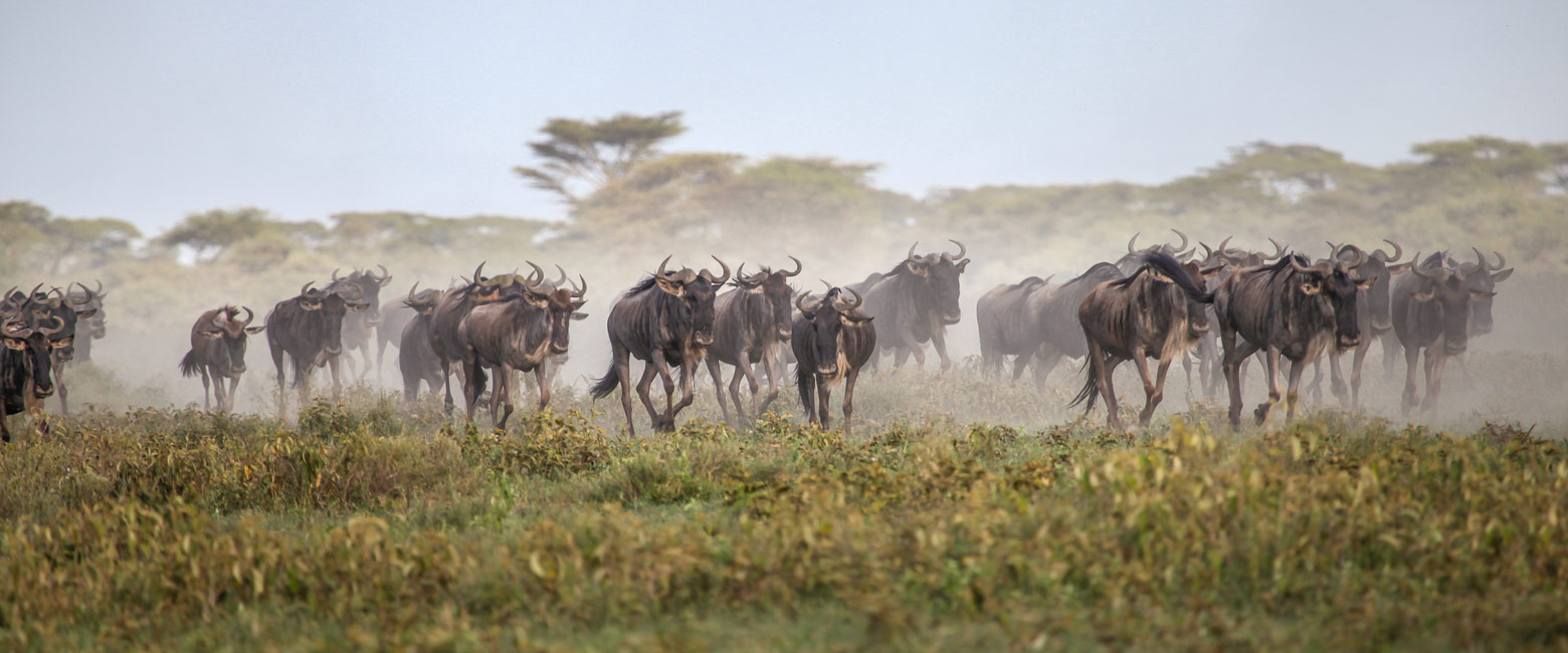 let us know your thoughts about Tanzania and we will help you create the perfect safari