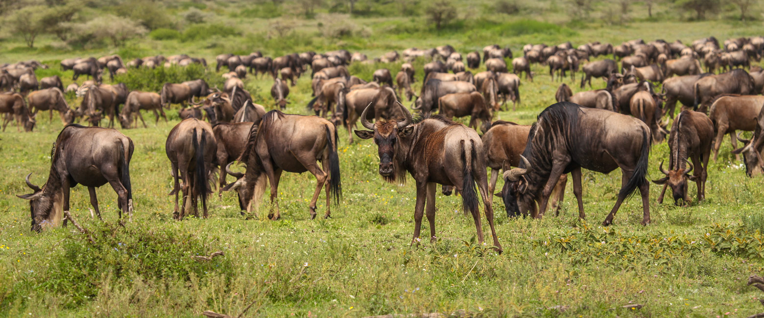 is a well-priced mobile in the Serengeti Southwest area