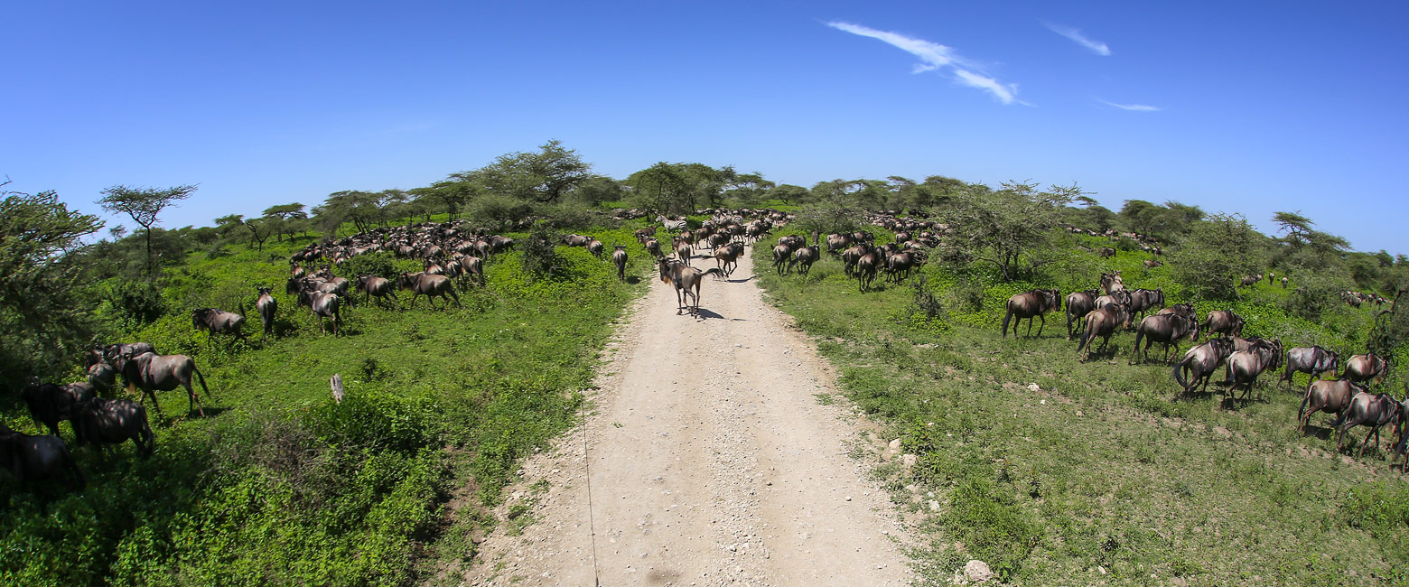 let us know your thoughts about Tanzania and we will help you create the perfect safari 