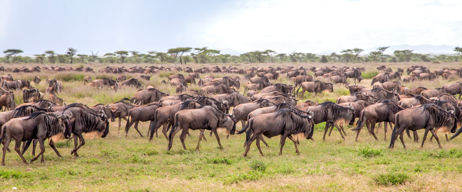 let us know your thoughts about Tanzania and we will help you create the perfect safari