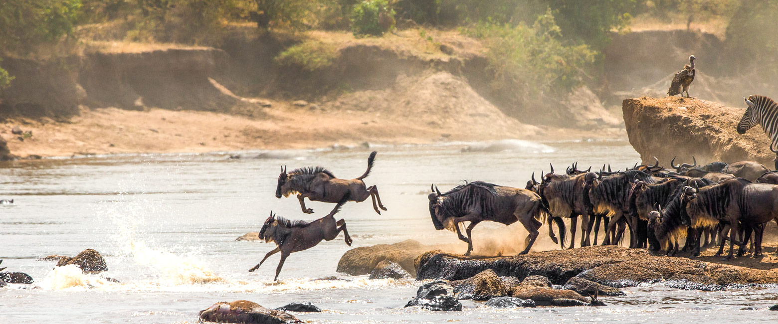 let us know your thoughts about Tanzania and we will make sure to deliver the perfect safari
