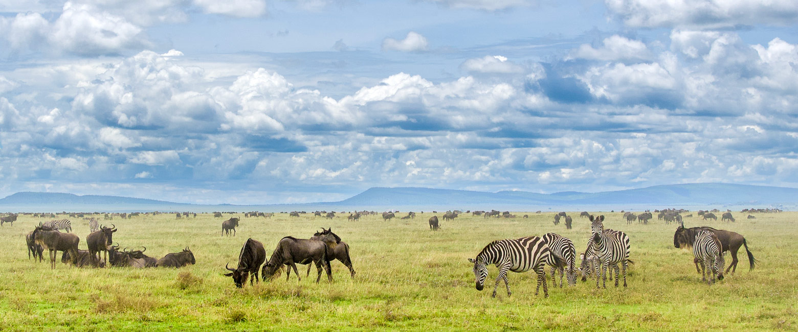 let us know your thoughts about Tanzania and we will help you create the perfect safari 