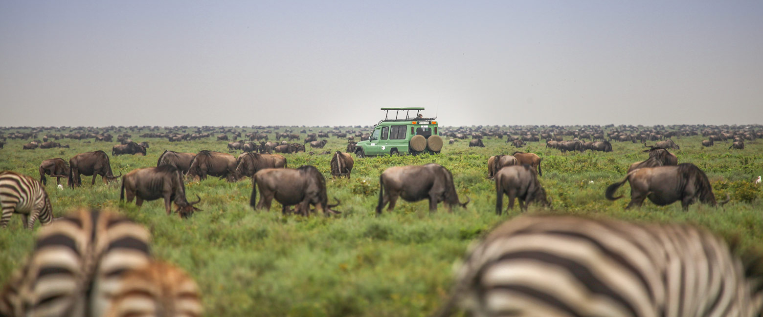 let us know your thoughts about Tanzania and we will help you create the perfect safari