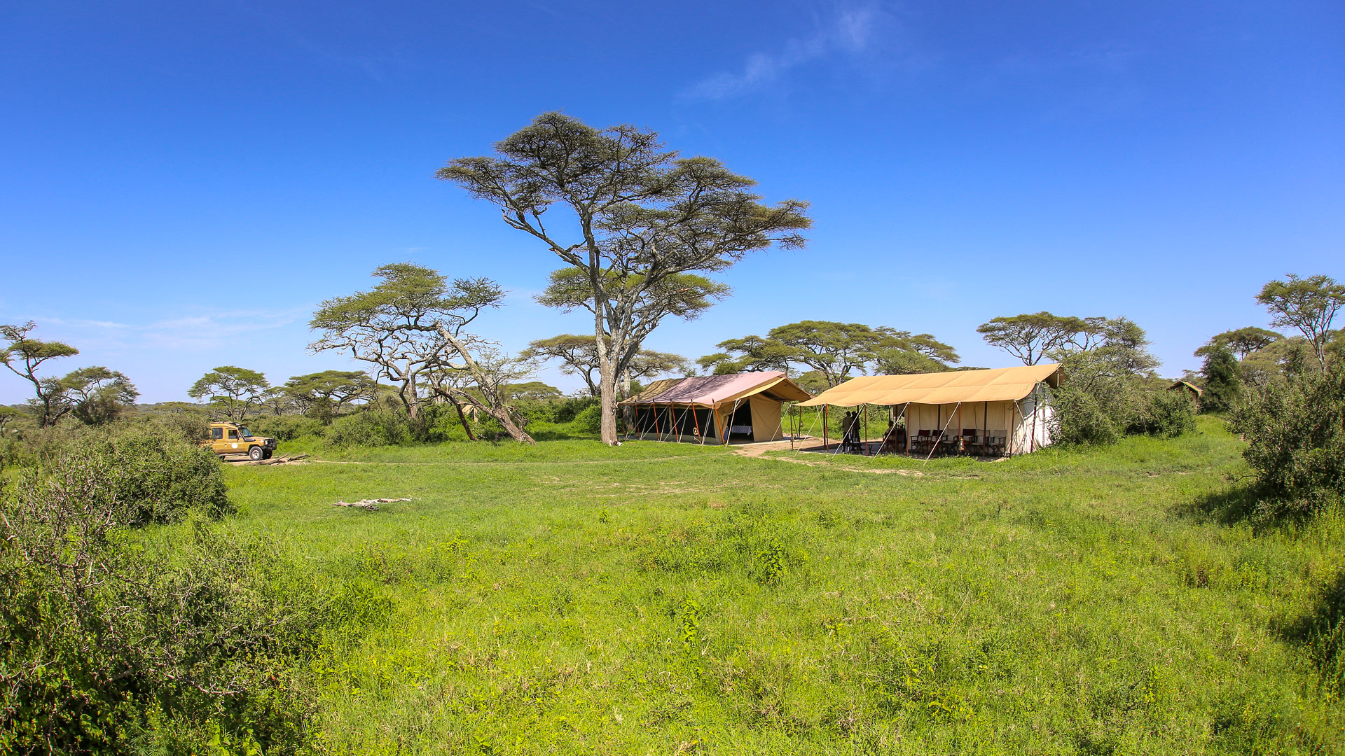 Savannah Serengeti Ndutu
