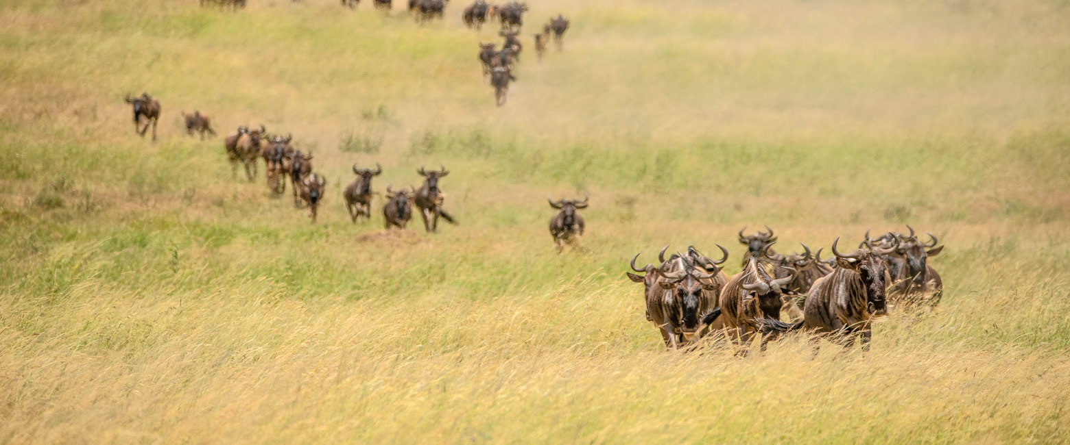 let us know your thoughts about Tanzania and we will help you create the perfect safari 
