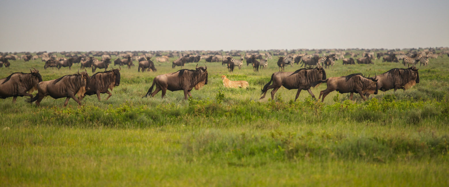 let us know your thoughts about Tanzania and we will help you create the perfect safari