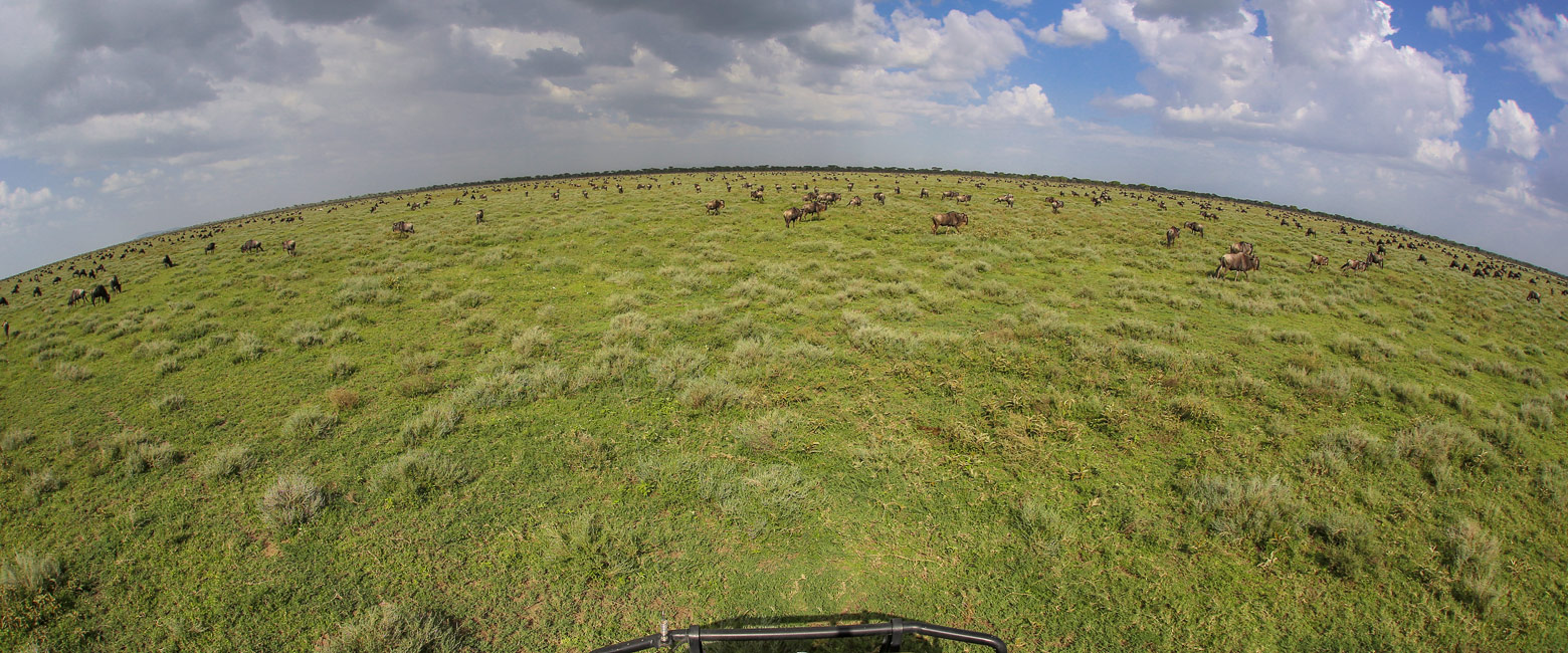 let us know your thoughts about Tanzania and we will help you create the perfect safari 