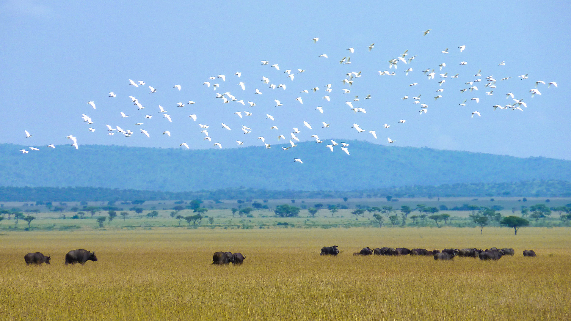 Safari to Serengeti West