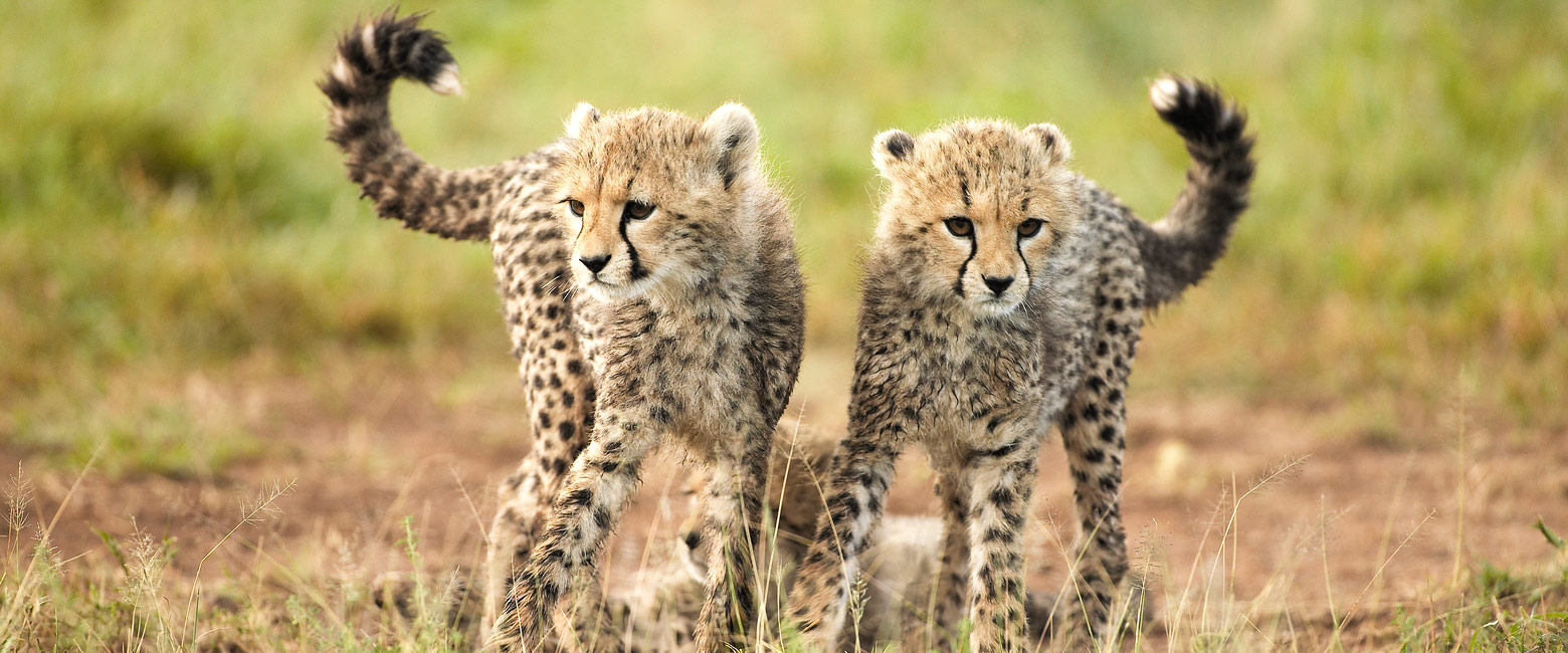 let us know your thoughts about Tanzania and we will help you create the perfect safari