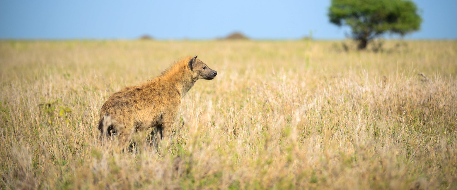 let us know your thoughts about Tanzania and we will help you create the perfect safari