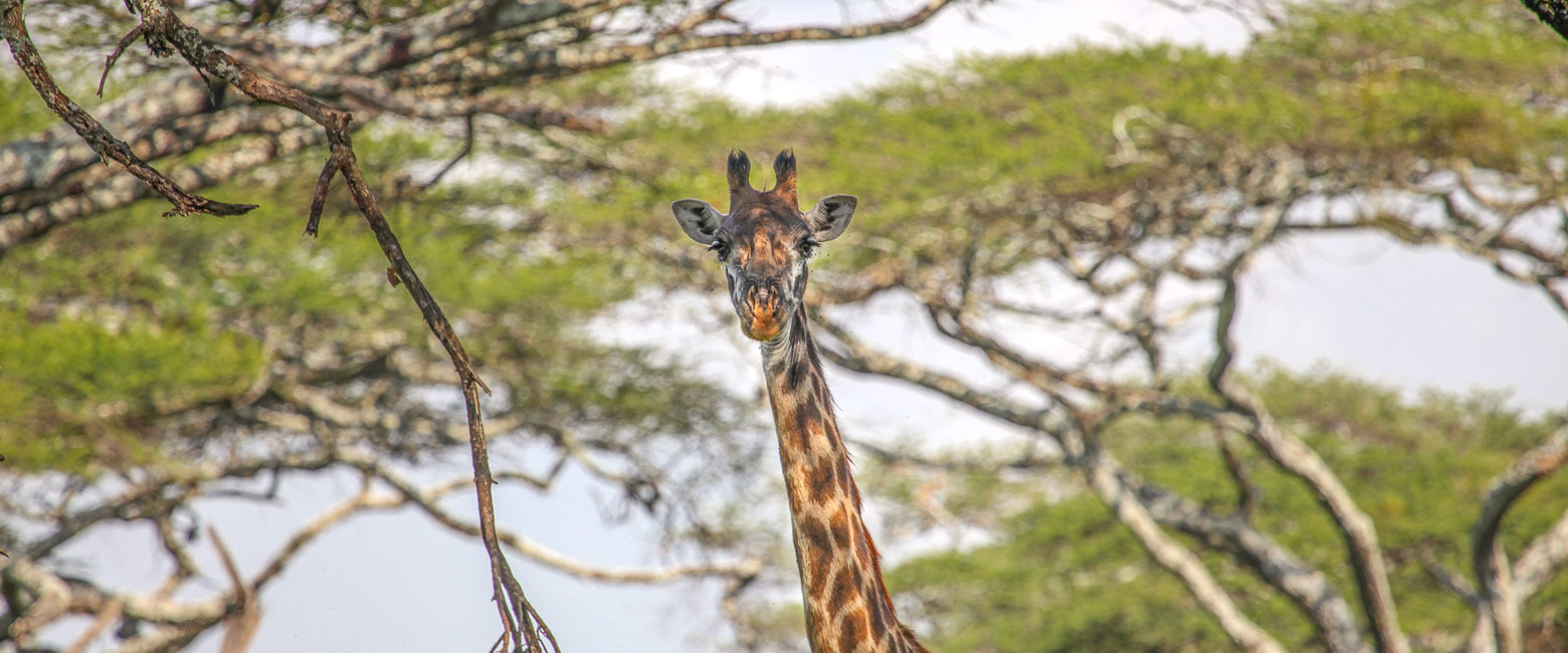 let us know your thoughts about Tanzania and we will help you create the perfect safari