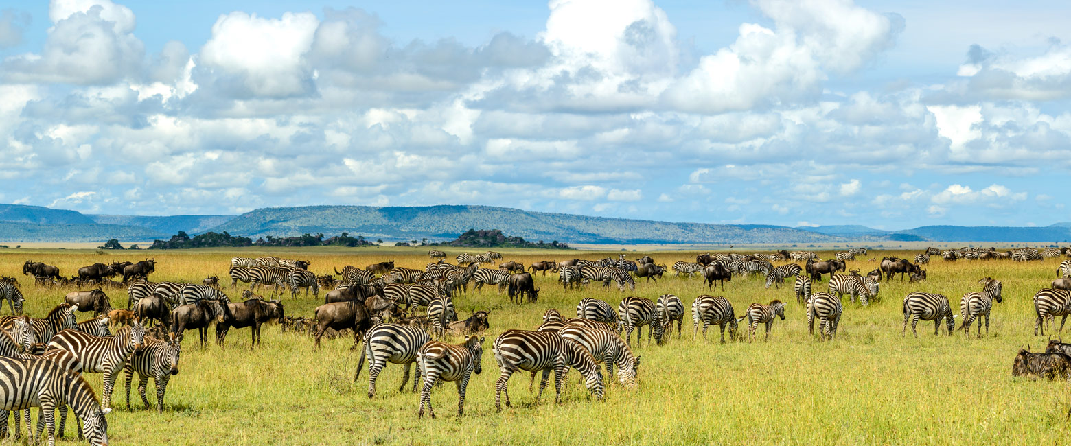 let us know your thoughts about Tanzania and we will make sure to deliver the perfect safari