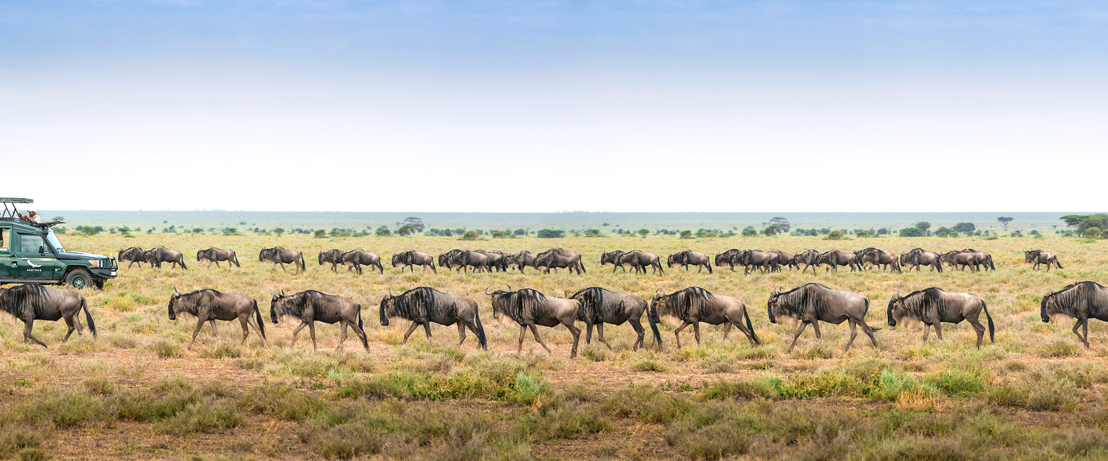 let us know your thoughts about Tanzania and we will help you create the perfect safari