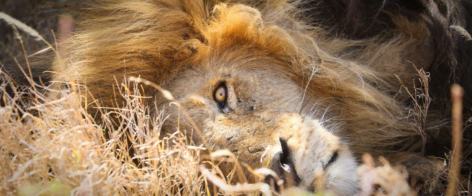 let us know your thoughts about Tanzania and we will help you create the perfect safari 