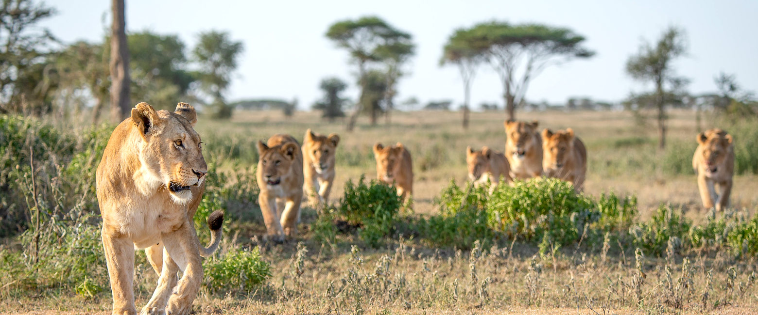 let us know your thoughts about Tanzania and we will help you create the perfect safari
