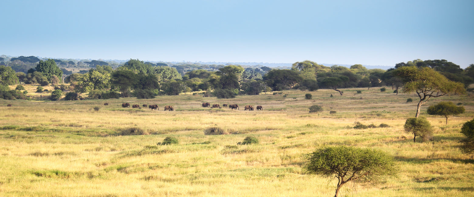 let us know your thoughts about Tanzania and we will help you create the perfect safari 