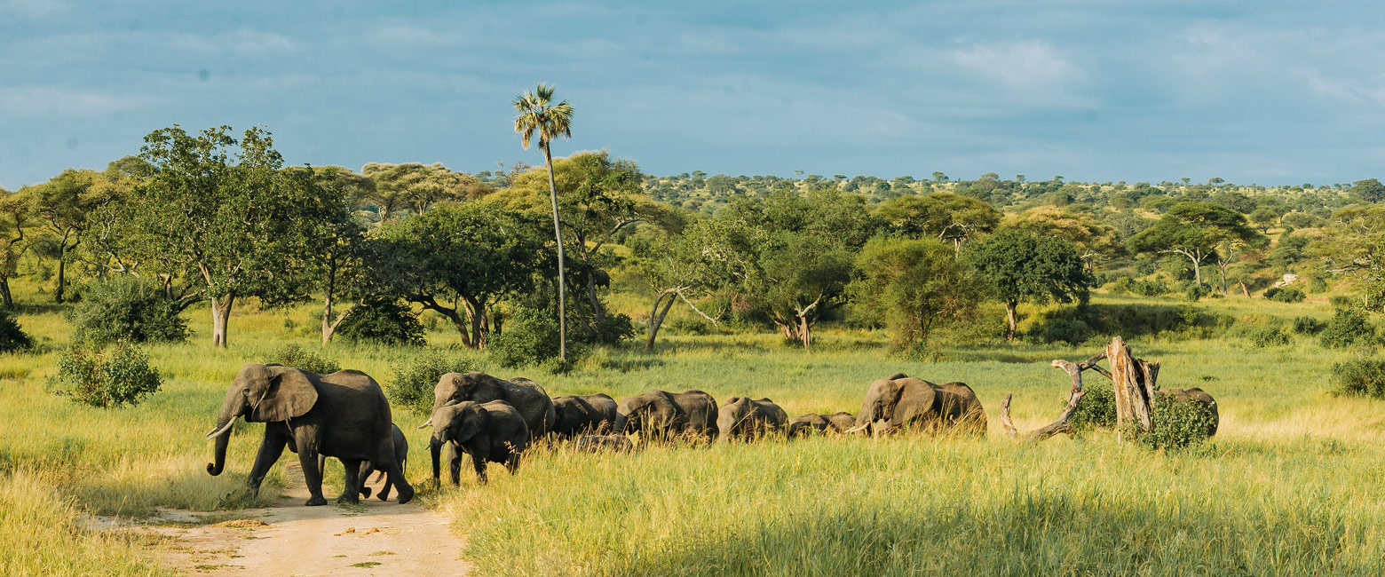 let us know your thoughts about Tanzania and we will make sure to deliver the perfect safari