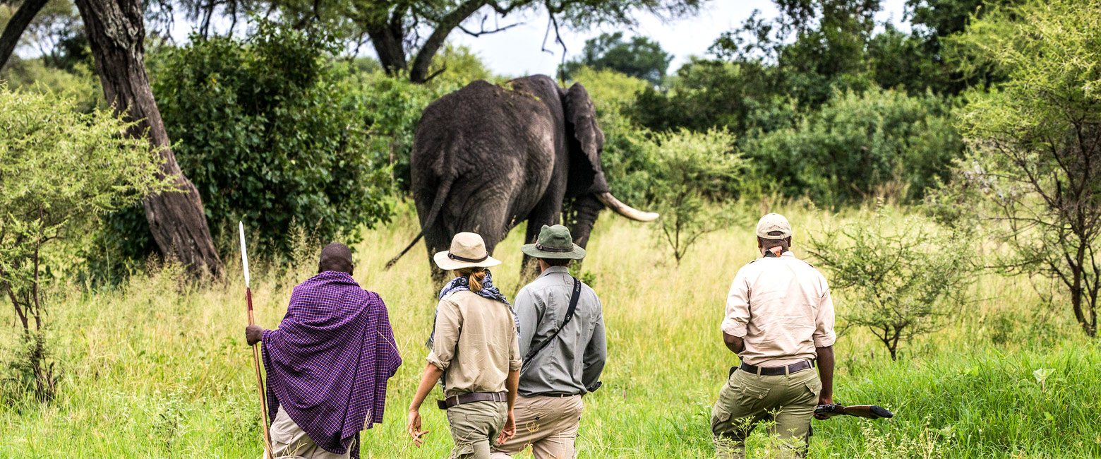 let us know your thoughts about Tanzania and we will help you create the perfect safari 