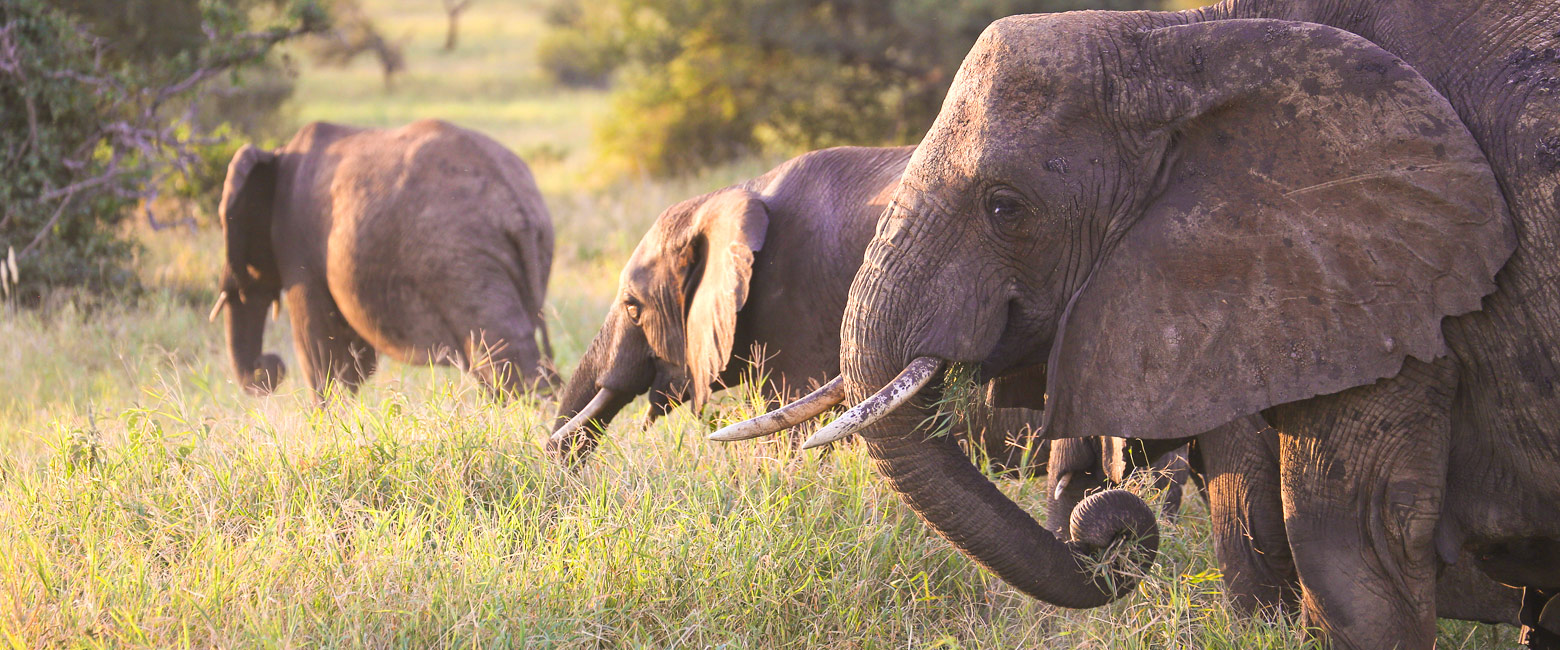 let us know your thoughts about Tanzania and we will help you create the perfect safari