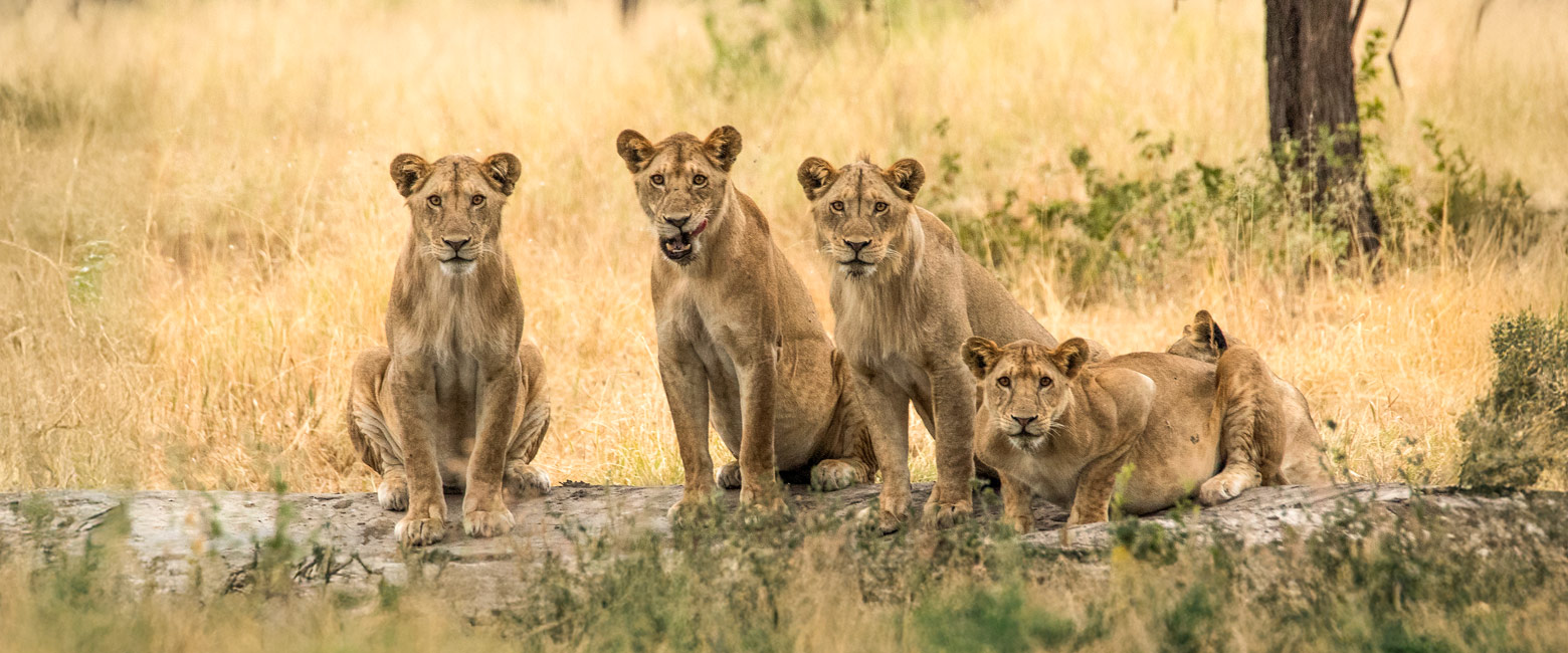 let us know your thoughts about Tanzania and we will help you create the perfect safari