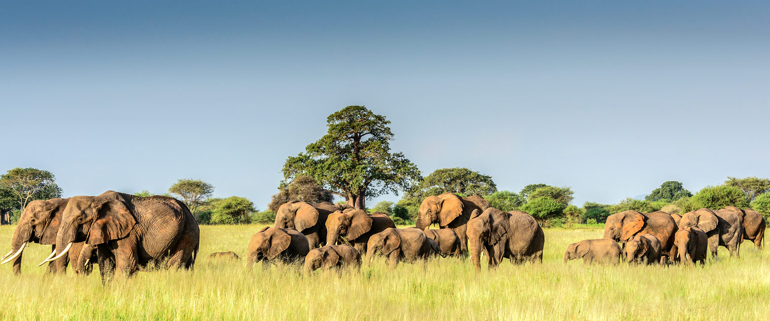 let us know your thoughts about Tanzania and we will make sure to deliver the perfect safari