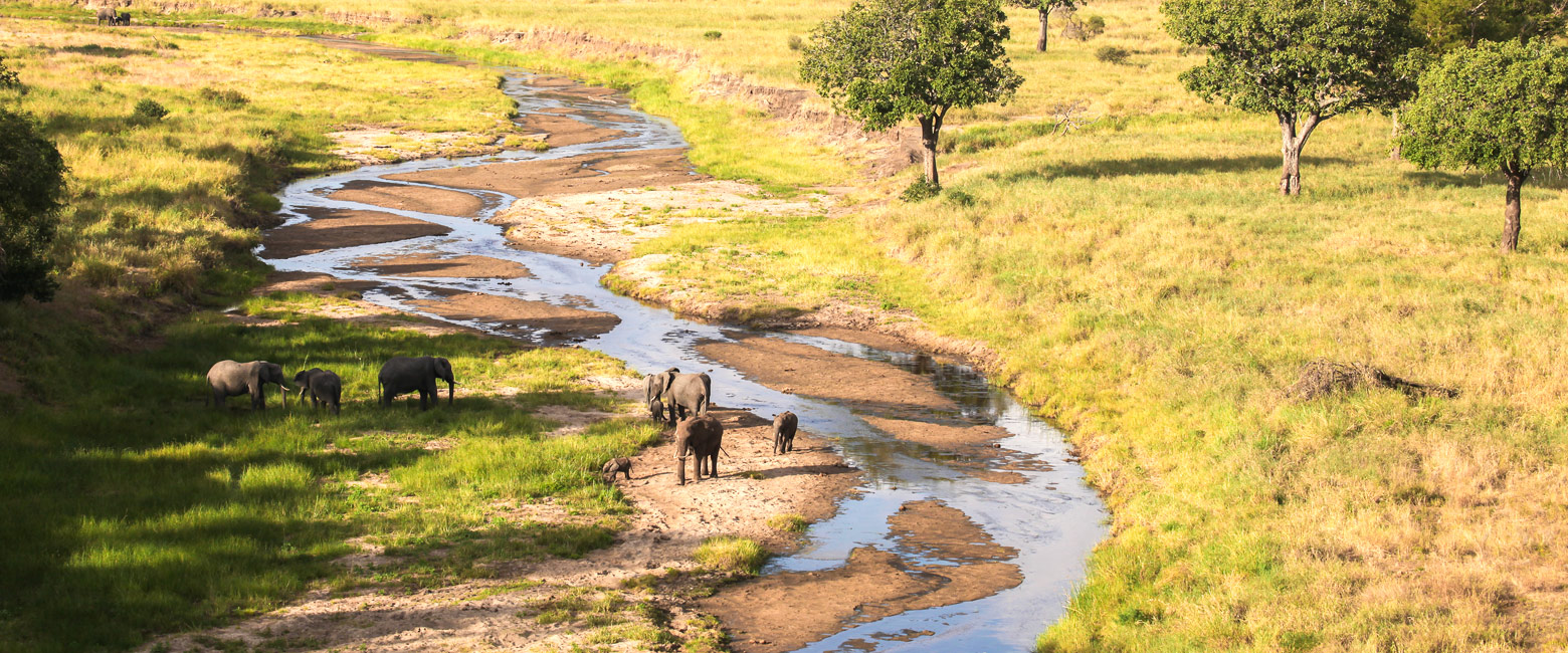 let us know your thoughts about Tanzania and we will help you create the perfect safari 