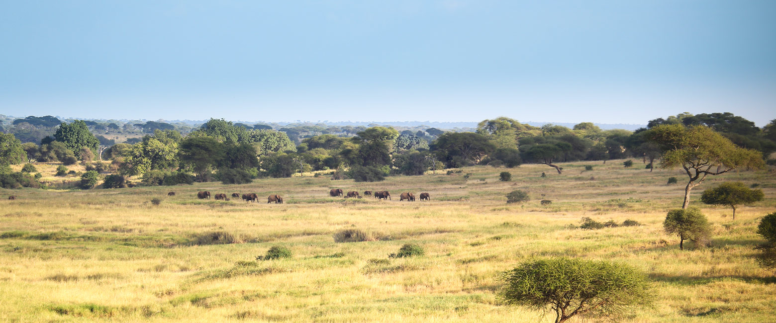 let us know your thoughts about Tanzania and we will help you create the perfect safari