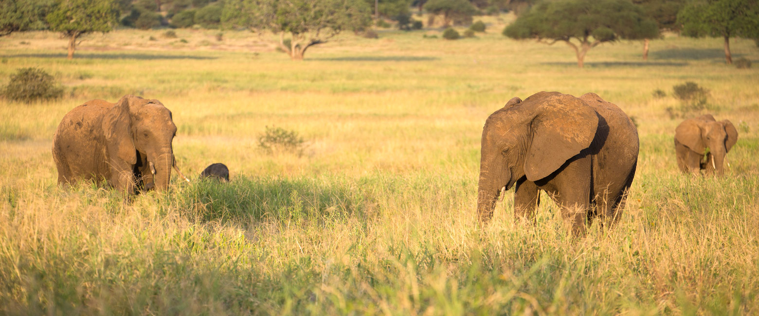 let us know your thoughts about Tanzania and we will make sure to deliver the perfect safari