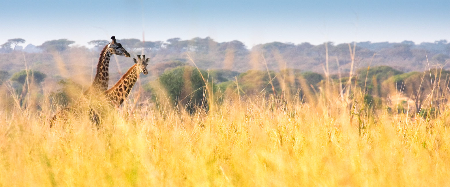 is a lovely authentic outpost in the Tarangire area of Tanzania