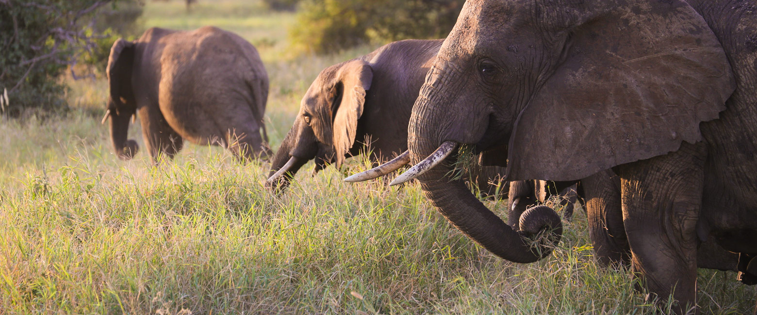 let us know your thoughts about Tanzania and we will help you create the perfect safari 