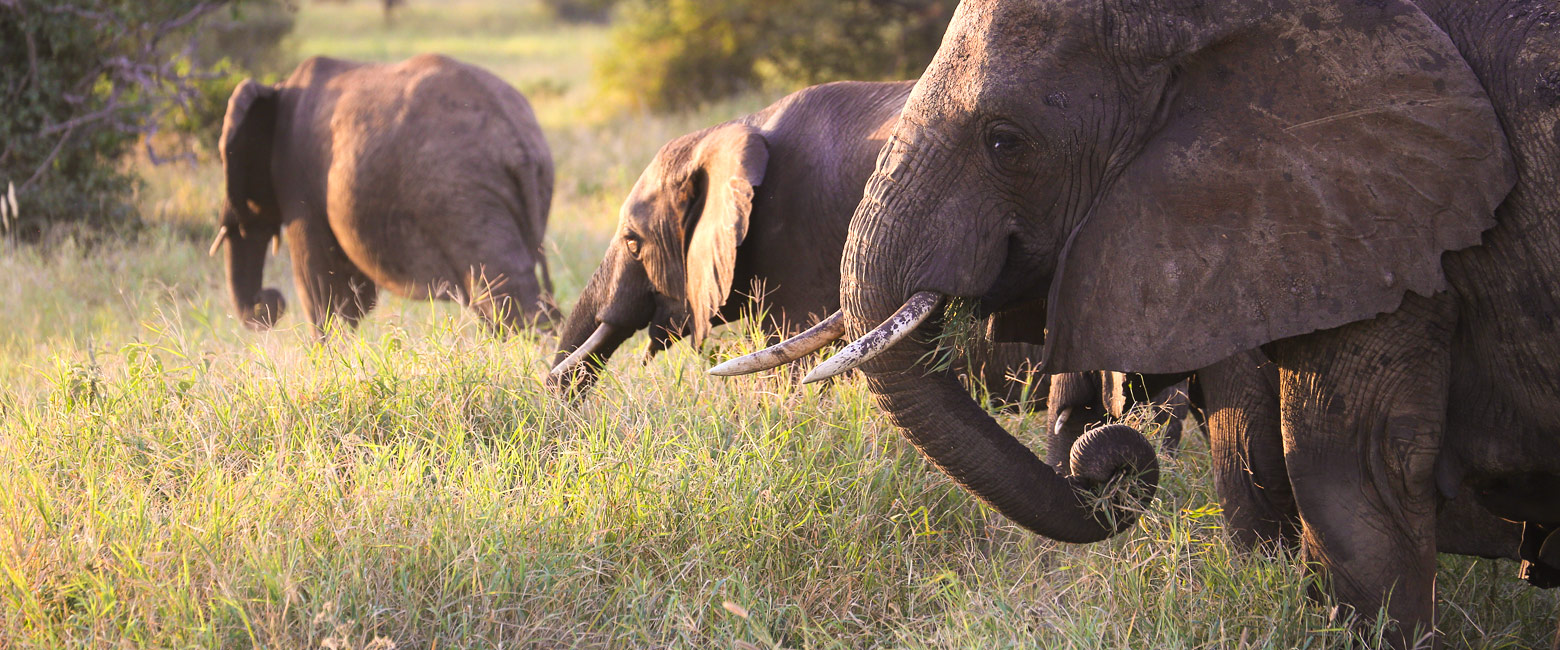 let us know your thoughts about Tanzania and we will help you create the perfect safari