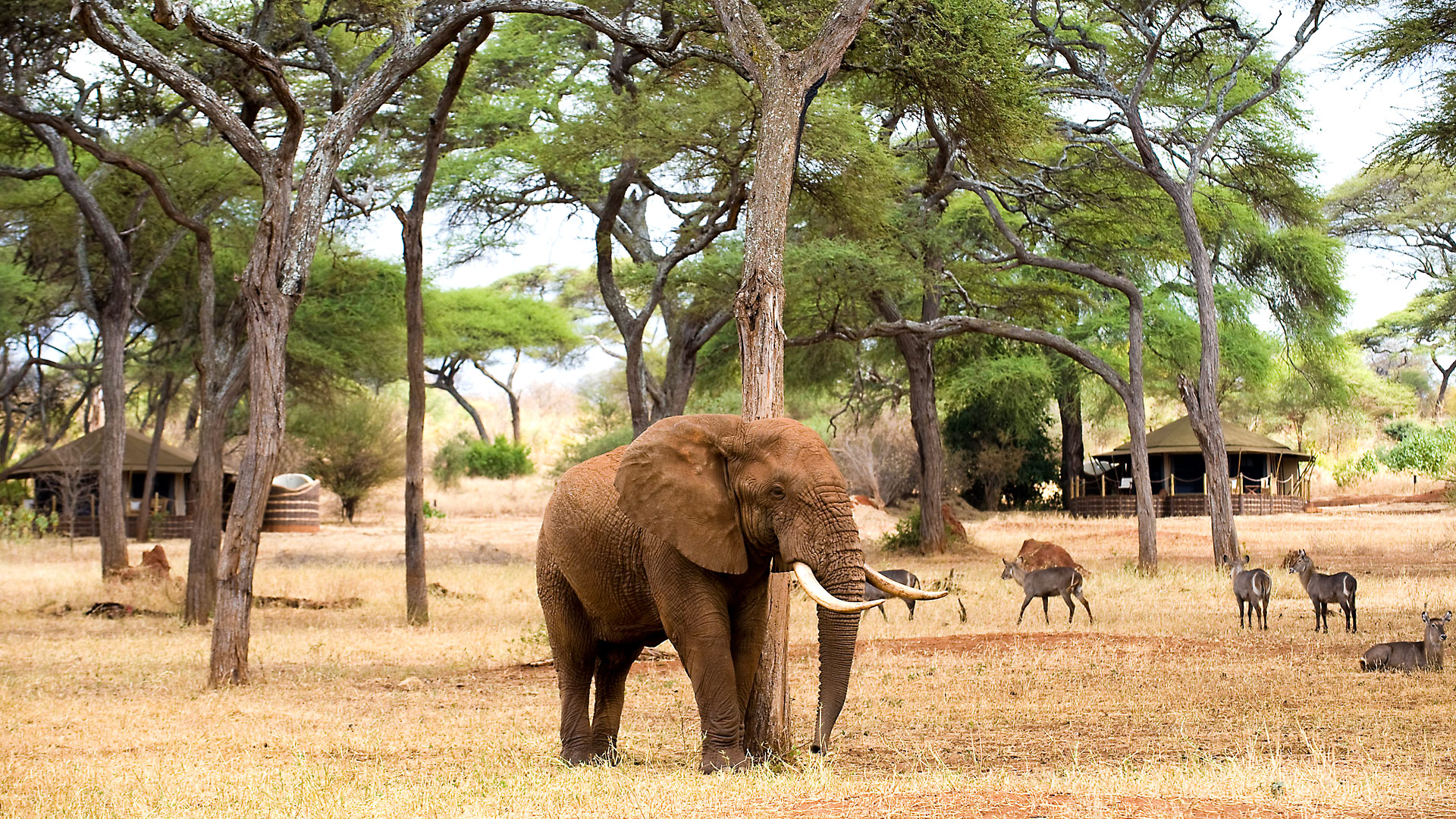 Sanctuary Swala Camp