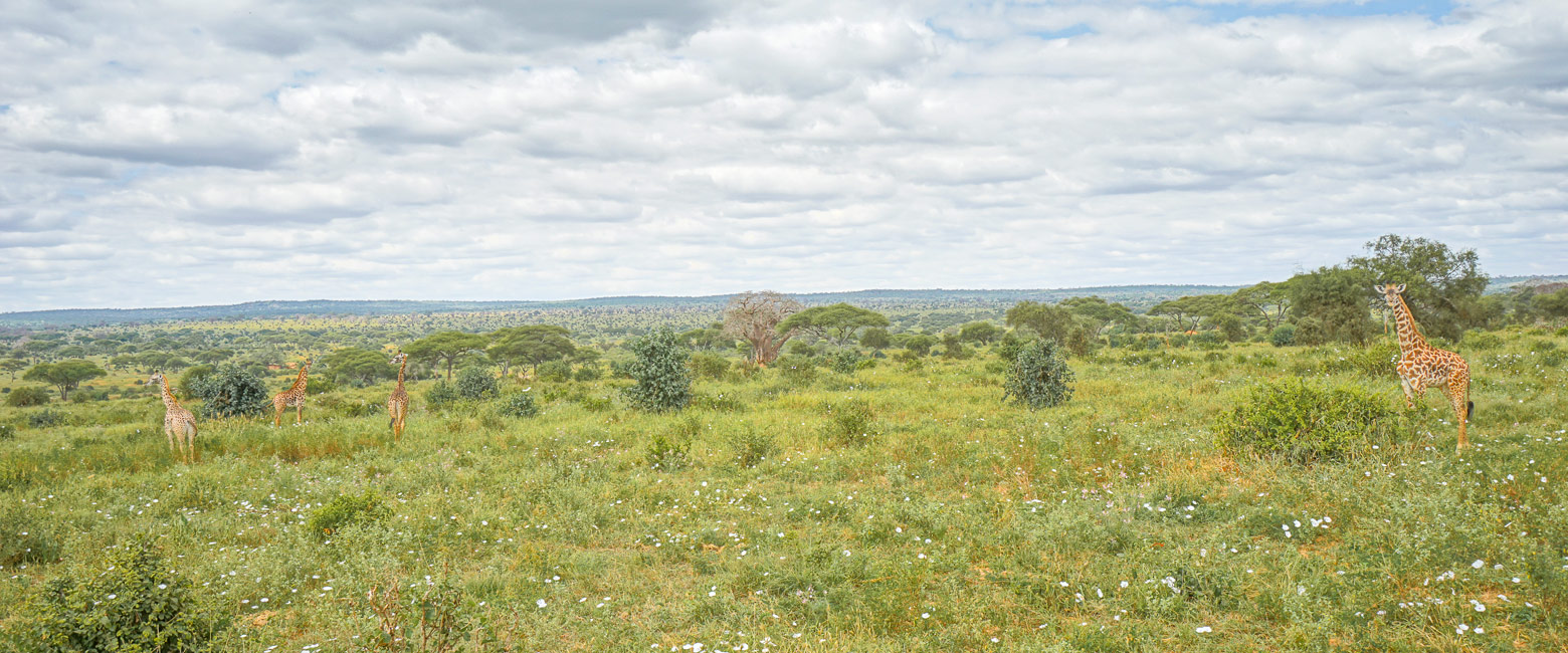 let us know your thoughts about Tanzania and we will make sure to deliver the perfect safari